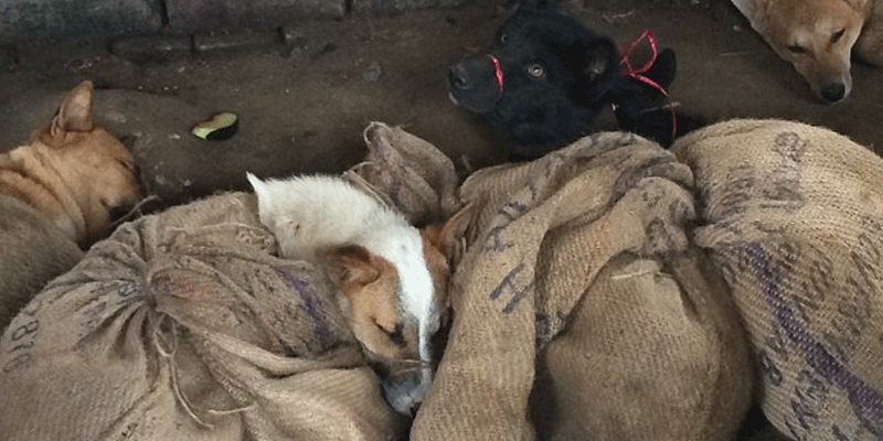 Brutality-at-its-heights-Horrifying-video-unveils-the-illegal-canine-flesh-trade-in-Nagaland3-indialivetoday